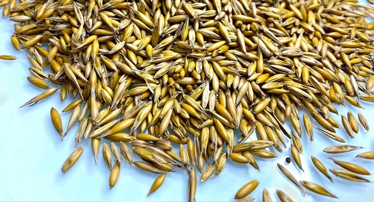 Крупная партия подмосковного овса 2025 прошла проверку на безопасность и микотоксины