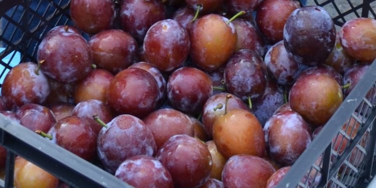 Ставропольские садоводы завершили сбор урожая слив 2025