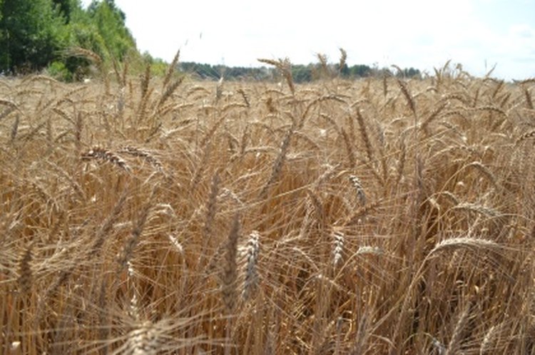 В Нижегородской области подвели предварительные итоги уборочной кампании 2025 года