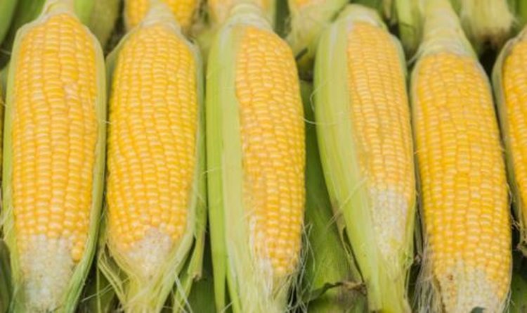 Саратовский производитель поставил в Иран крупную партию кормовой кукурузы