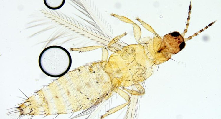 Западный цветочный трипс прибыл в кабачках из Казахстана