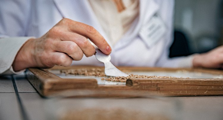 В Оренбуржье яровая пшеница оказалась качественнее озимой