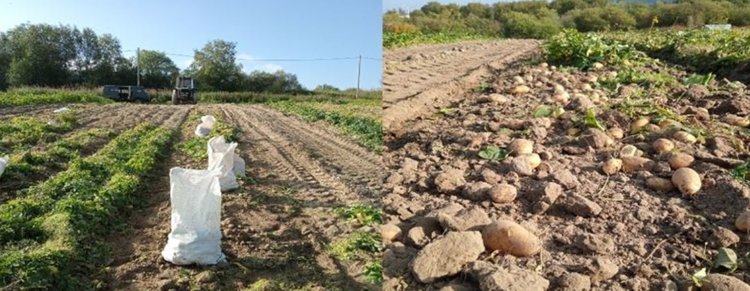 Заполярный картофель не остается без внимания
