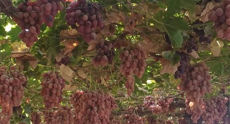 С аграрным потенциалом Таджикистана ознакомились представители МСХ РФ и Россельхознадзора