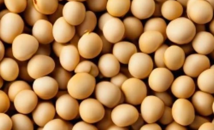 Тамбовская область по итогам уборочной 2025 перекроет прошлогодний соевый рекорд