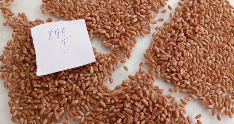 Доля отечественных сортов озимых зерновых у аграриев ДНР превышает 90%