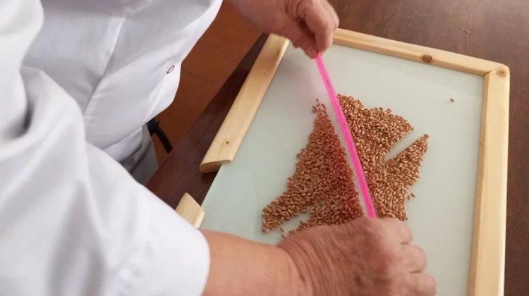 Какими семенами формируют урожай 2026 аграрии ЛНР