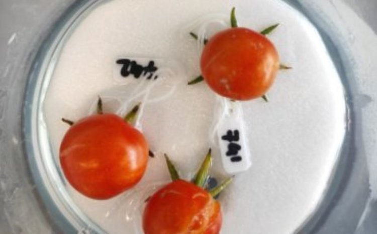 Помидоры могут давать плоды без растения: новаторские томаты уже получены