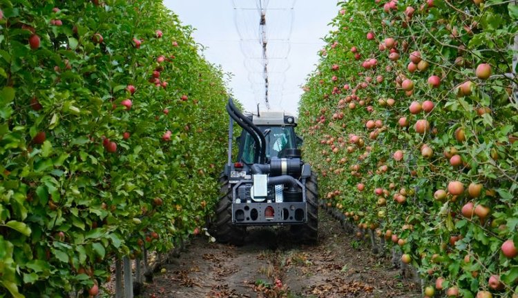 В Краснодарском крае ежегодно закладывают порядка 220 га питомников