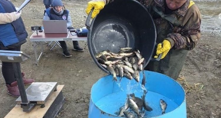 В уральские водоёмы выпустили свыше 24 тысяч мальков сазана
