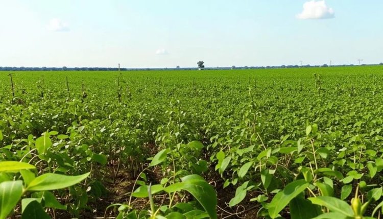 Евросоюз расширит список одобренных микроорганизмов в биостимуляторах для растений