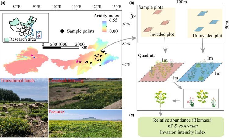 Дьявольский помидор захватывает север Китая через бреши в биотической защите