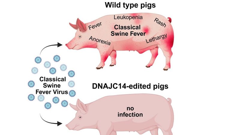 Ученые дадут отпор пестивирусам у сельхозживотных при помощи редактирования генов