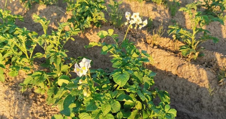 В органическом картофеле меньше нитратов по сравнению с традиционным