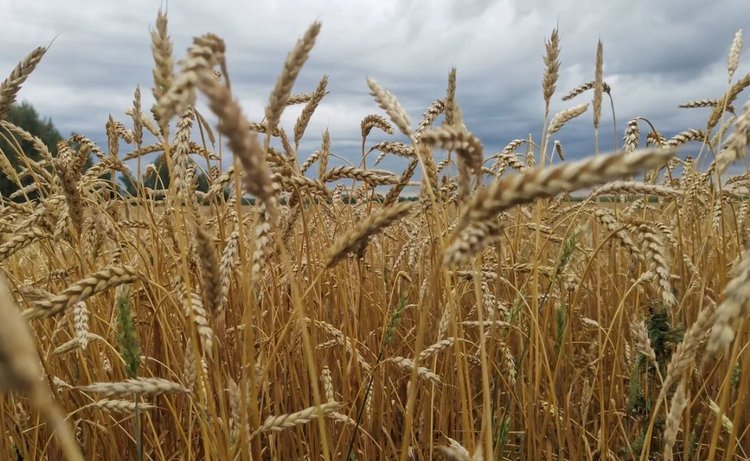 На 10 млн тонн превысил прошлогодний показатель новый урожай зерна РФ к 28 октября