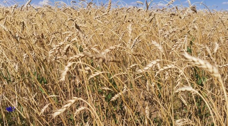 Данные агрострахования за 9 месяцев 2025 озвучил НСА