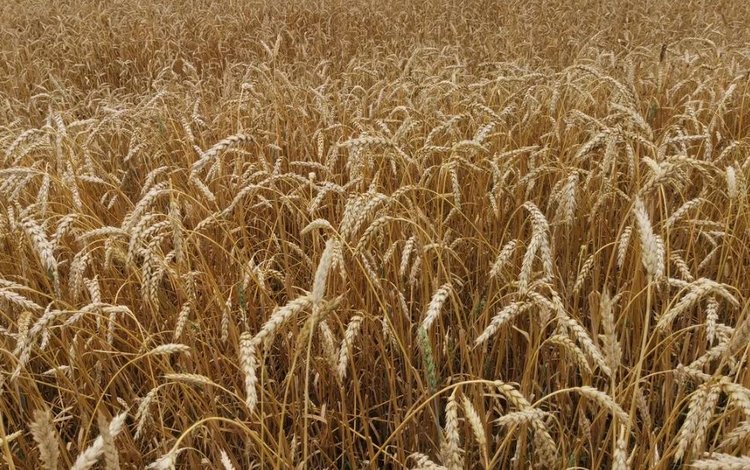 В Кыргызстане при участии российских ученых открылся первый гибридизационный питомник озимой пшеницы