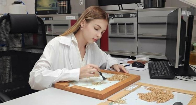 Пшеница нового урожая в Краснодарском крае и Республике Адыгея показала рекордное качество