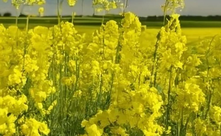 Установлены перспективные эфирные масла для биозащиты рапса