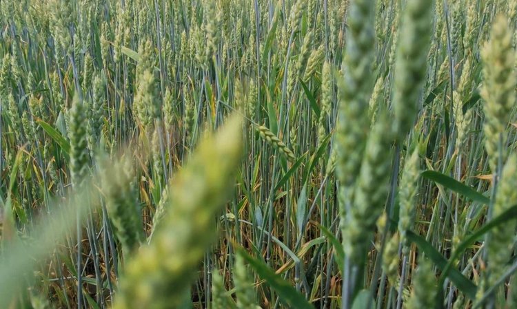 Под новый урожай 2026 в Красноярском крае высеяны только отечественные сорта зерновых - фото