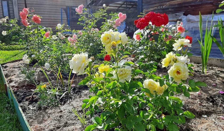 Какие розы долго держат цветы