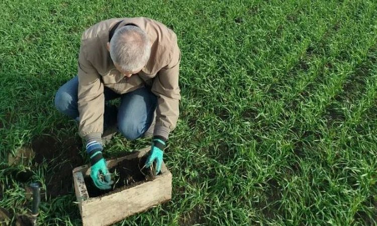 Саранча из Запорожья в этом сезоне не долетела до ДНР