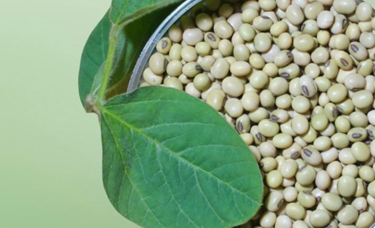 Российские аграрии заинтересованы в высокобелковых сортах сои