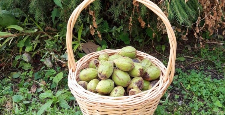 Лесное семеноводство обеспечивает биоразнообразие тамбовских лесов - фото