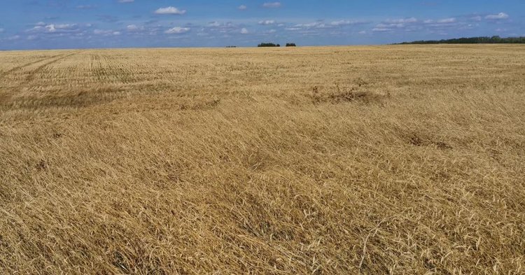 С какими болезнями и вредителями на полях боролись аграрии Тверской области