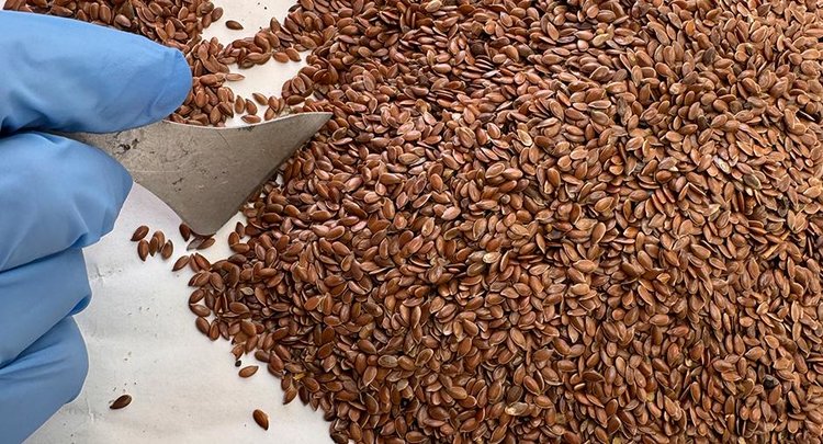 Масличный лен становится всё более популярным среди волгоградских аграриев