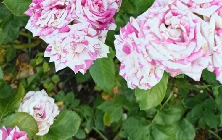 Как отличить рак розы от других проблем - фото