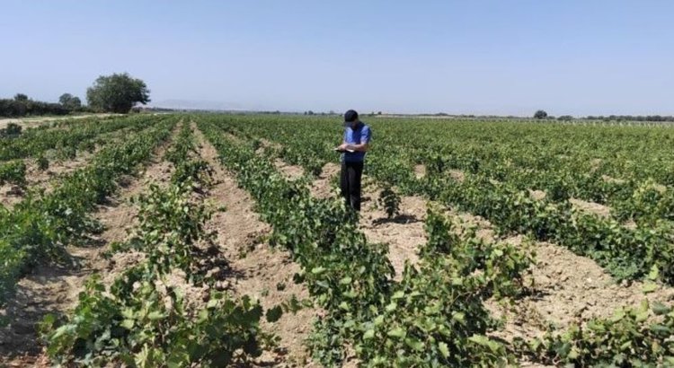 Дагестан успешно импортозамещает саженцы винограда