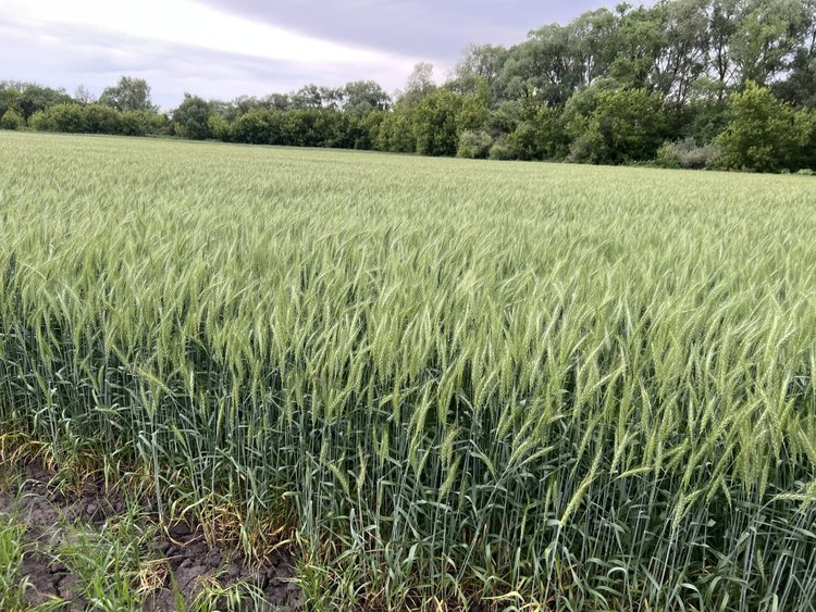 Рязанские селекционеры создали новый зимостойкий сорт озимой пшеницы «Адарка»