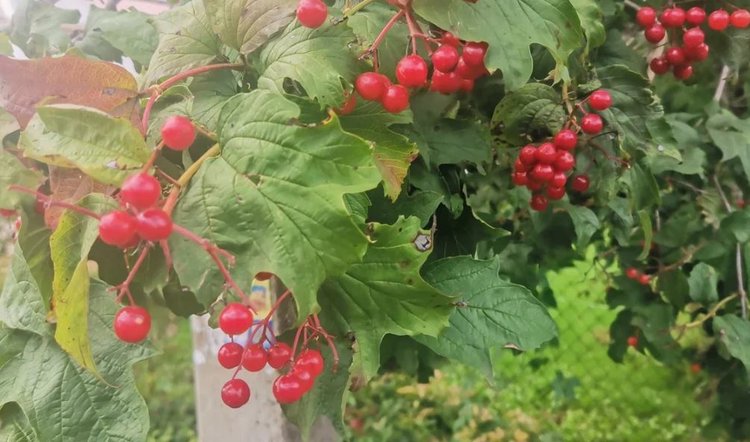 Почему калина в этом году не плодоносила, а была рассадником тли - фото