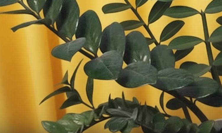 Почему разваливается куст замиокулькаса и что делать - фото