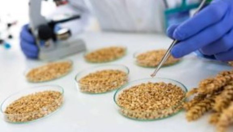 Краткие итоги госмониторинга зерна пшеницы 2025 в Орловской и Курской областях