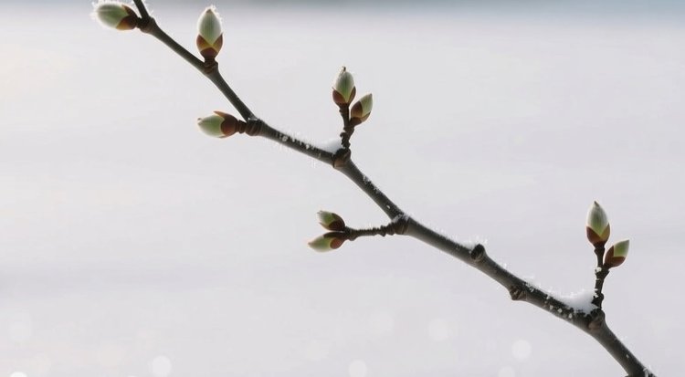 Что будет с почками, которые проснулись в октябре? Ноябрьские приемы в помощь плодовым - фото