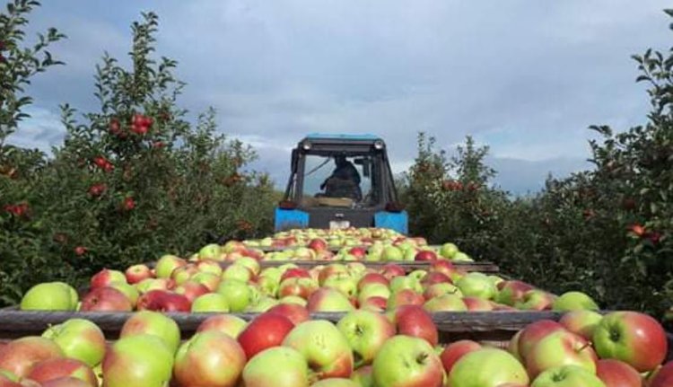 Тамбовские садоводы объявили о рекордном урожае яблок