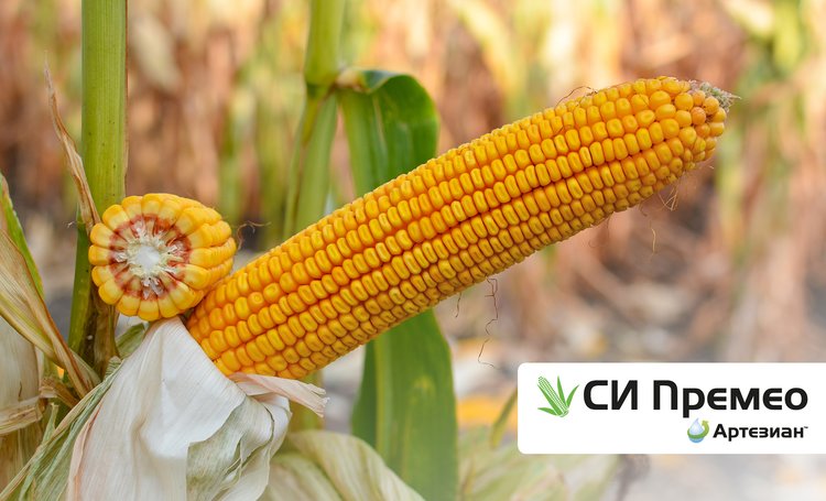 Гибриды кукурузы бренда АРТЕЗИАН: когда генетика «запрограммирована» на успех