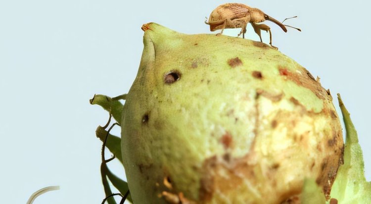 Создать сельхозкультуры с неперевариваемостью вредителями поможет редактирование генов