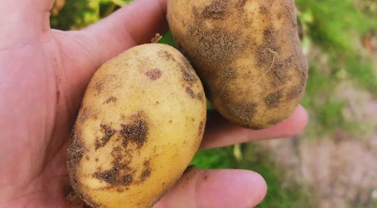 Растения сами себе селекционеры и умеют контролировать мутации