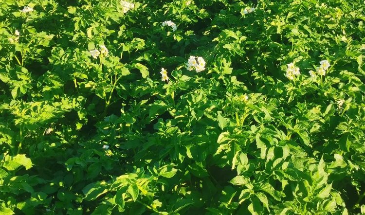 Известный крахмалистый сорт картофеля Курас прошел редактирование на устойчивость к фитофторозу - фото