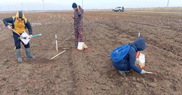 Инновационный подход в создание стокорегулирующих лесных полос используют ученые ФНЦ агроэкологии РАН в Нижнем Поволжье