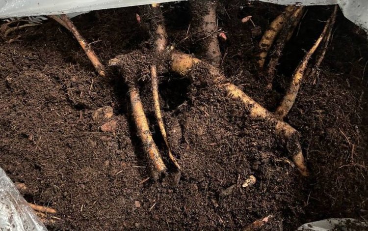 Золотистая картофельная нематода приехала в Россию в корневищах немецких пионов