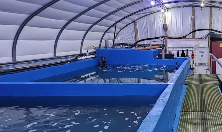 Великобритания собирается создать на своих сельскохозяйственных угодьях ведущий мировой сектор по разведению королевской креветки