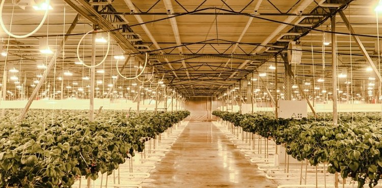 В Томской области крупный инвестиционный проект реализует агрокомплекс «Трубачево»