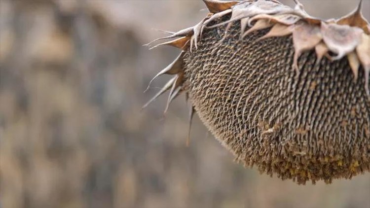 Башкортостан: дожди масличным рекордам не помеха