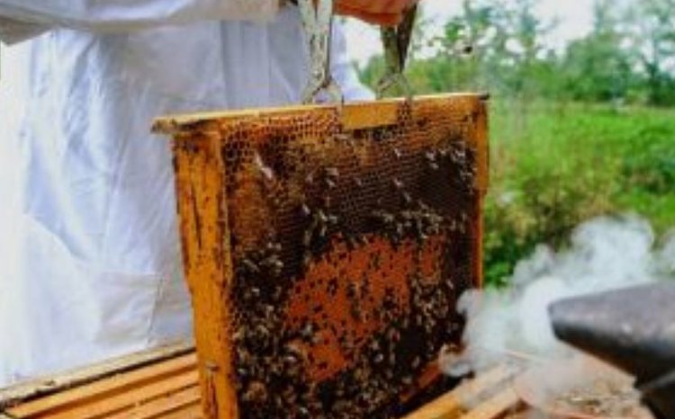 За неучтенных пчел пчеловоду выписали штраф: выдал мед