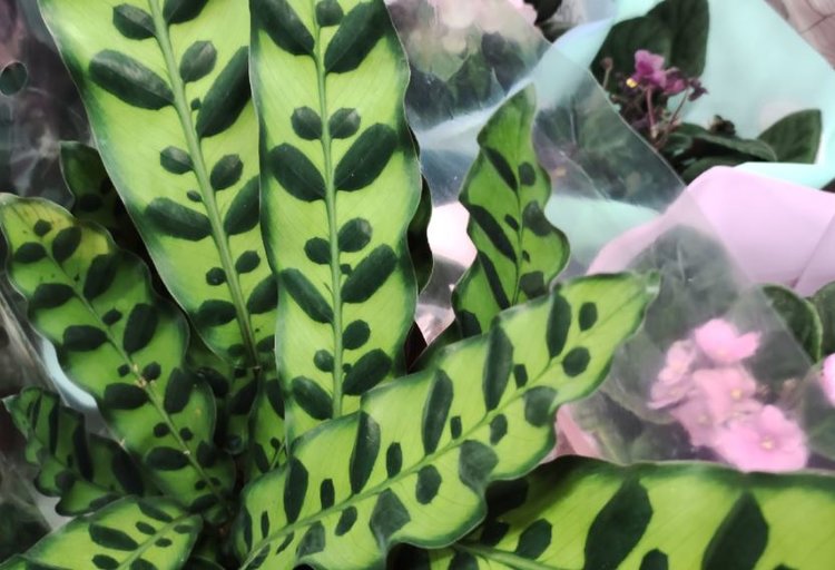 Калатея лансифолия «Гремучая змея»: ваш личный тропический талисман - фото