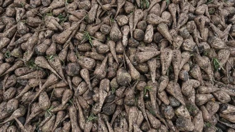 К концу уборочной кампании 2025 года в Башкортостане собрали более 2 миллионов тонн сахарной свеклы